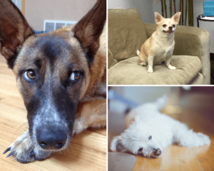 image description: collage of 3 photos of different dogs
