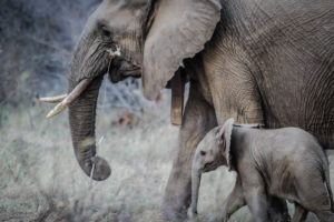 Body comments [Image description: mother and baby elephant] Eating Disorder Therapy LA