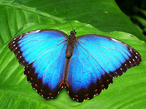 Grief and Eating Disorder Recovery In California [Image description: photo of a blue butterfly on a green leaf]