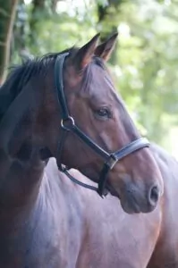 Horseback riding when fat [Image description: a photo of the head of a horse] Represents a possible horse being ridden by a fat patient in eating disorder recovery in Los Angeles, California 